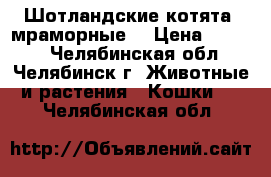 Шотландские котята (мраморные) › Цена ­ 5 000 - Челябинская обл., Челябинск г. Животные и растения » Кошки   . Челябинская обл.